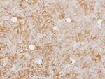 Caspase 1 Antibody in Immunohistochemistry (Paraffin) (IHC (P))