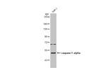 Caspase 1 Antibody in Western Blot (WB)