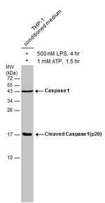 Caspase 1 Antibody in Western Blot (WB)