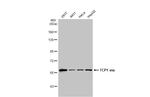 TCP-1 eta Antibody in Western Blot (WB)