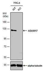 ADAM17 Antibody