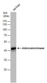 Adenosine Kinase Antibody in Western Blot (WB)