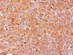 AHCY Antibody in Immunohistochemistry (Paraffin) (IHC (P))