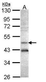 AHCY Antibody in Western Blot (WB)