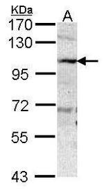 AOC3 Antibody in Western Blot (WB)