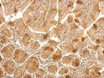 HSP90 beta Antibody in Immunohistochemistry (Paraffin) (IHC (P))