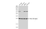 RhoGDI Antibody in Western Blot (WB)