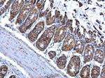 ALDH2 Antibody in Immunohistochemistry (Paraffin) (IHC (P))