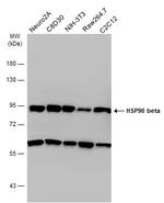 HSP90 beta Antibody in Western Blot (WB)