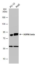 HSP90 beta Antibody in Western Blot (WB)