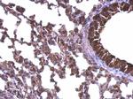 HSP90 beta Antibody in Immunohistochemistry (Paraffin) (IHC (P))