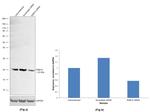 RAB1A Antibody in Western Blot (WB)