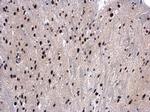 UAP56 Antibody in Immunohistochemistry (Paraffin) (IHC (P))