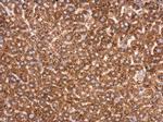 Transketolase Antibody in Immunohistochemistry (Paraffin) (IHC (P))