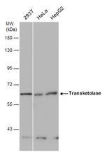 Transketolase Antibody in Western Blot (WB)