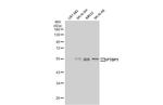 hnRNP A1 Antibody in Western Blot (WB)