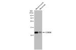 COX5A Antibody in Western Blot (WB)