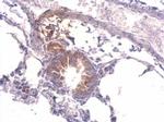 YARS Antibody in Immunohistochemistry (Paraffin) (IHC (P))