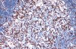 IBA1 Antibody in Immunohistochemistry (Paraffin) (IHC (P))