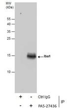 IBA1 Antibody in Immunoprecipitation (IP)