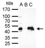 OCT4 Antibody in Immunoprecipitation (IP)