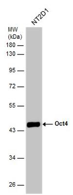 OCT4 Antibody in Western Blot (WB)