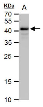 OCT4 Antibody in Western Blot (WB)