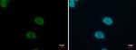 KLF4 Antibody in Immunocytochemistry (ICC/IF)