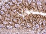 KLF4 Antibody in Immunohistochemistry (Paraffin) (IHC (P))