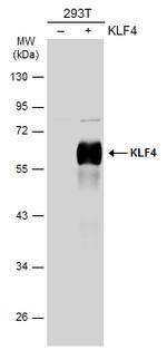 KLF4 Antibody in Western Blot (WB)