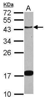 GAP43 Antibody in Western Blot (WB)