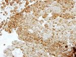 NSE Antibody in Immunohistochemistry (Paraffin) (IHC (P))