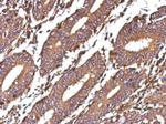 Galectin 1 Antibody in Immunohistochemistry (Paraffin) (IHC (P))