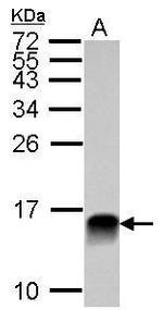 Galectin 1 Antibody in Western Blot (WB)