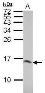 Galectin 1 Antibody in Western Blot (WB)