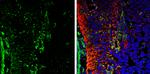 Galectin 1 Antibody in Immunohistochemistry (Frozen) (IHC (F))