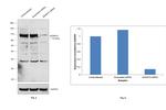 ADAM15 Antibody in Western Blot (WB)