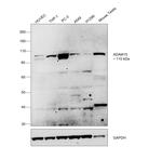 ADAM15 Antibody in Western Blot (WB)