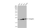 TAGLN Antibody in Western Blot (WB)