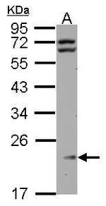 RPL11 Antibody in Western Blot (WB)