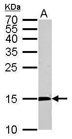 CDA Antibody in Western Blot (WB)