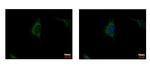 SDHA Antibody in Immunocytochemistry (ICC/IF)