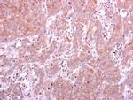 PGD Antibody in Immunohistochemistry (Paraffin) (IHC (P))