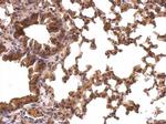 PRDX1 Antibody in Immunohistochemistry (Paraffin) (IHC (P))