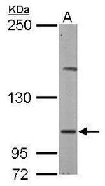 DAP5 Antibody in Western Blot (WB)