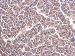 Cytochrome C1 Antibody in Immunohistochemistry (Paraffin) (IHC (P))