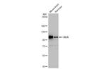 HGS Antibody in Western Blot (WB)