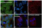 IFITM1 Antibody