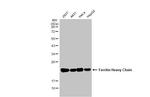 Ferritin Heavy Chain Antibody in Western Blot (WB)