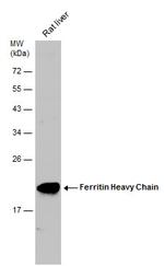 Ferritin Heavy Chain Antibody in Western Blot (WB)